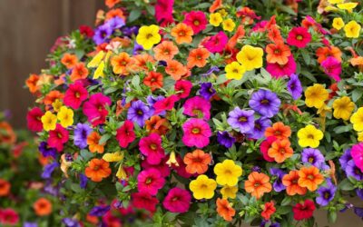 Calibrachoa