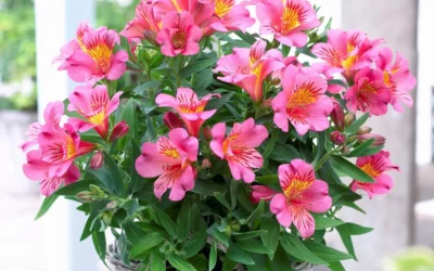 Alstromeria colorita