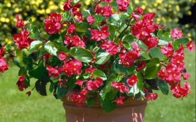Begonia big