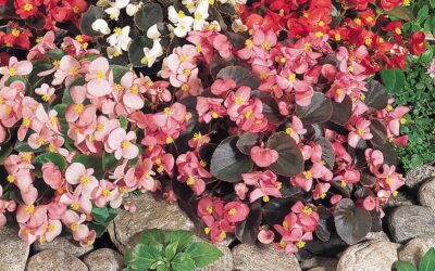 Solde -50%Begonia semperflorens