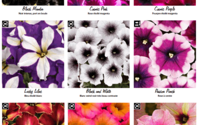 Surfinia crazytunia