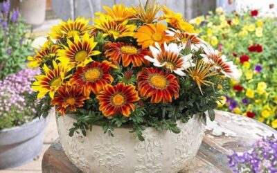 Solde -50%Gazania