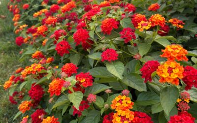 Lantana camara