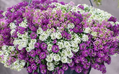 Lobularia maritima