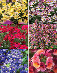 Nemesia fructians