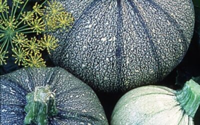 Courgette ronde ( Cucurbita pepo)