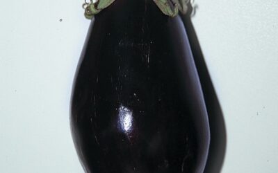 Aubergine ronde ( Solanum melongena)