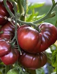 Tomate Noire de Crimée- Yalta